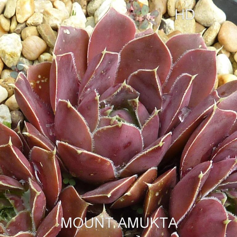 Mount Amukta / Jovi