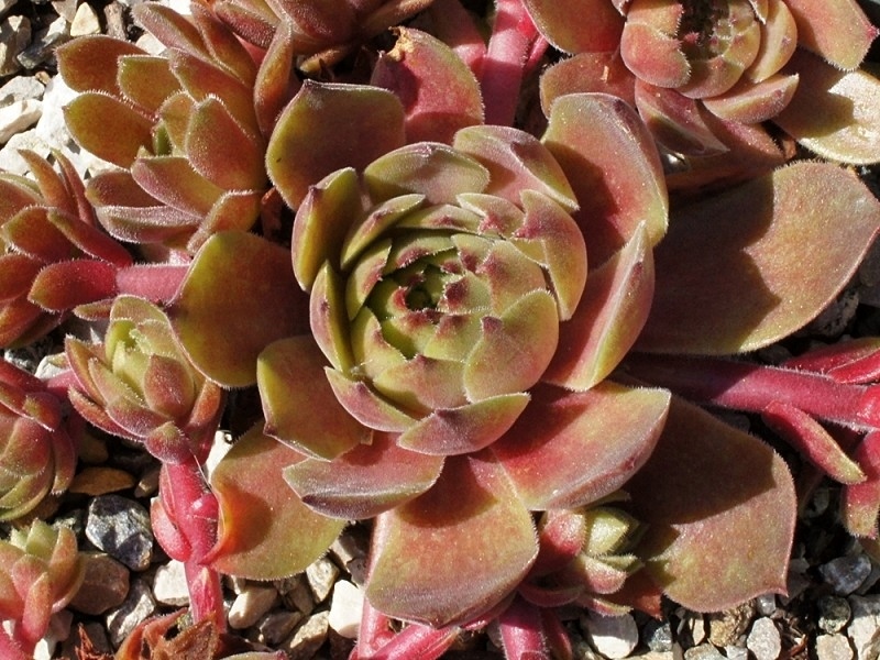 Garden Glory