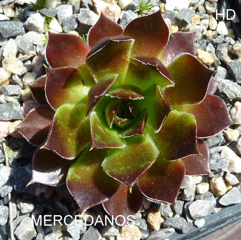 Mercedanos / Jovi