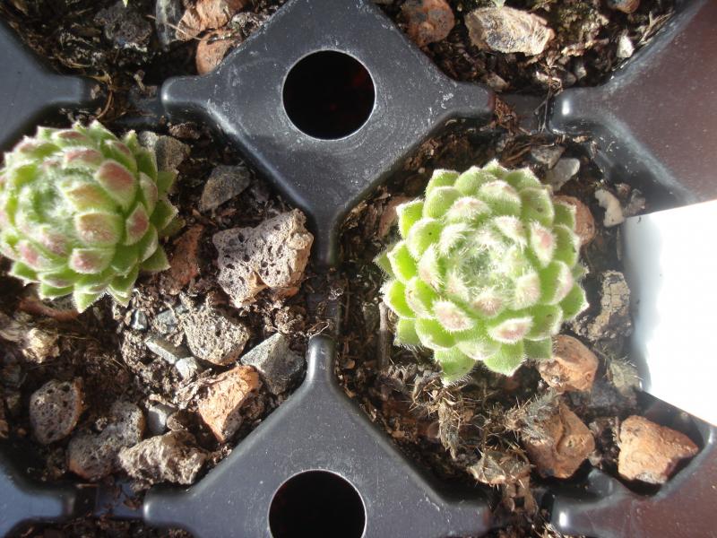 Middle Hybrid