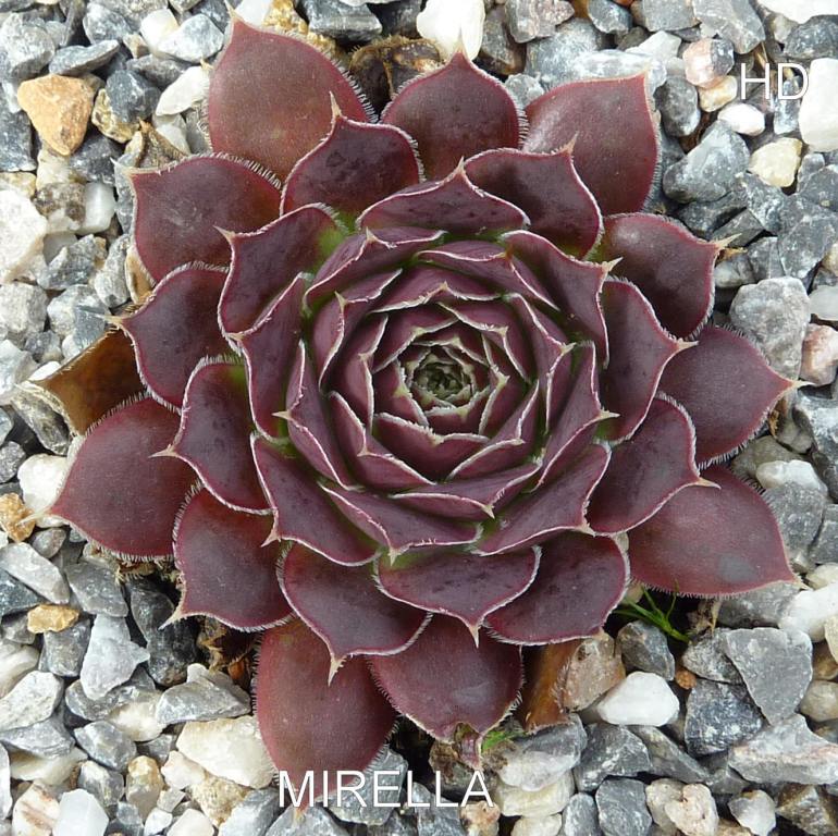 Mirella / Jovi