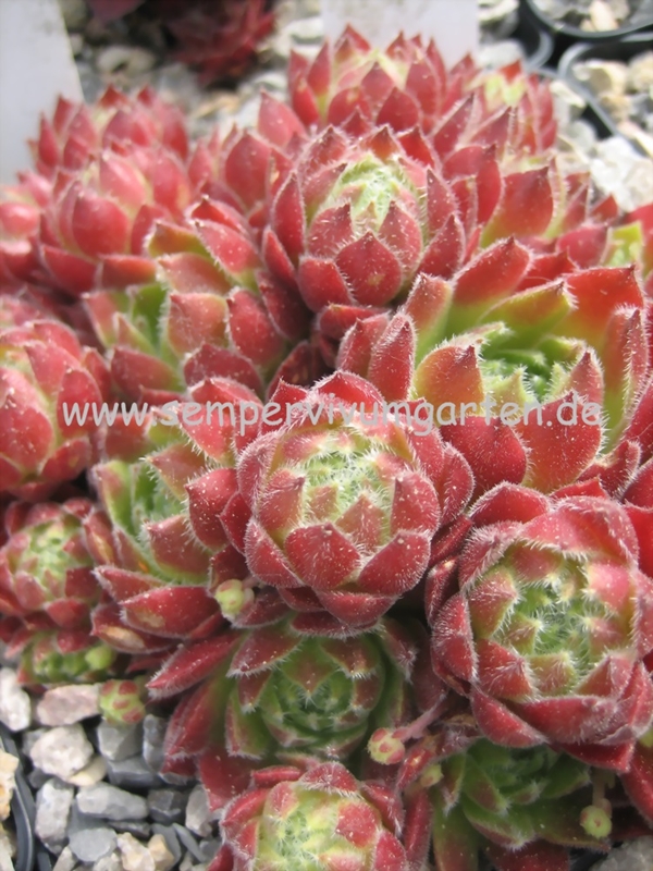 Middle Hybrid