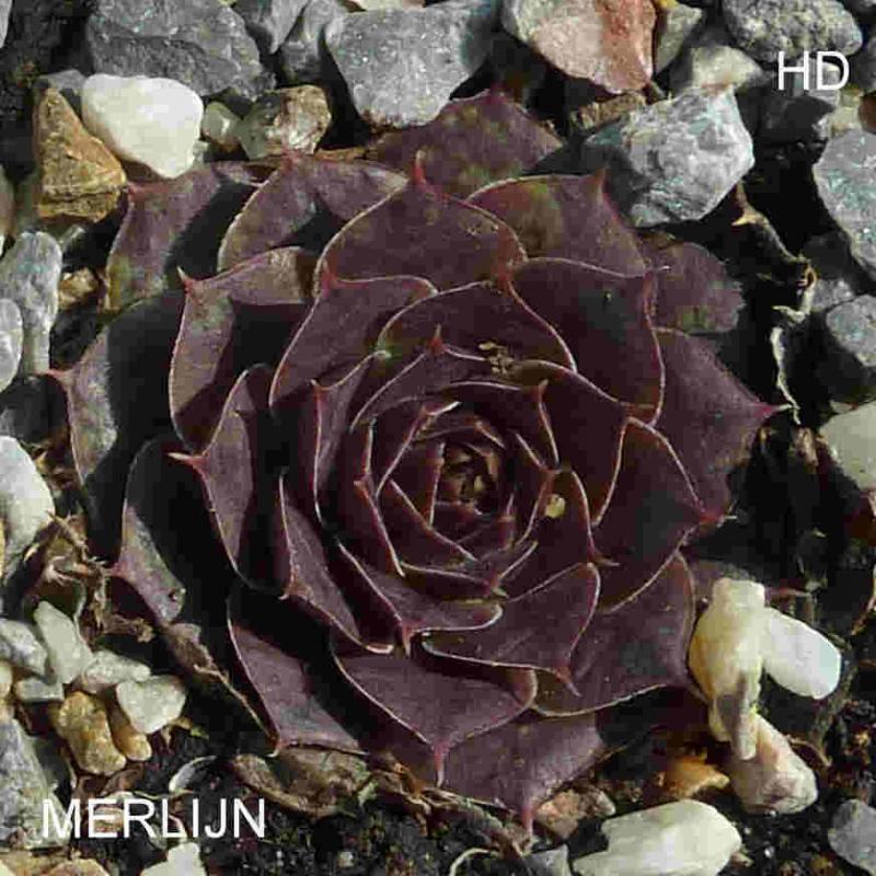 Merlijn / Jovi