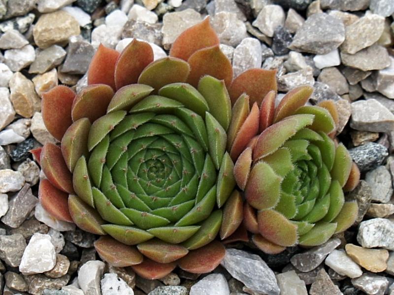 Garden Glory
