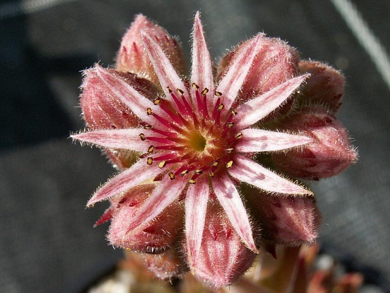 Maubi