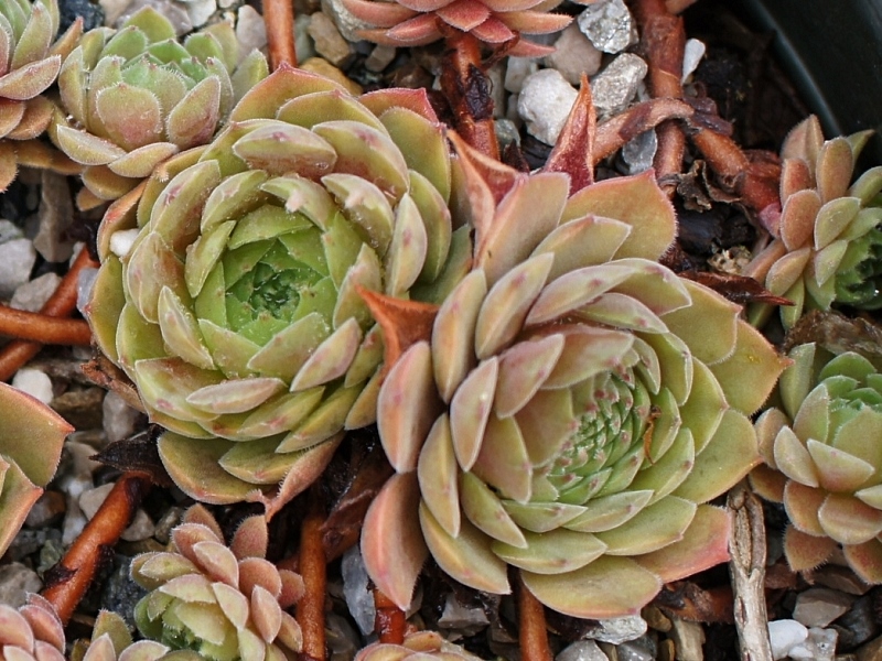 Garden Glory