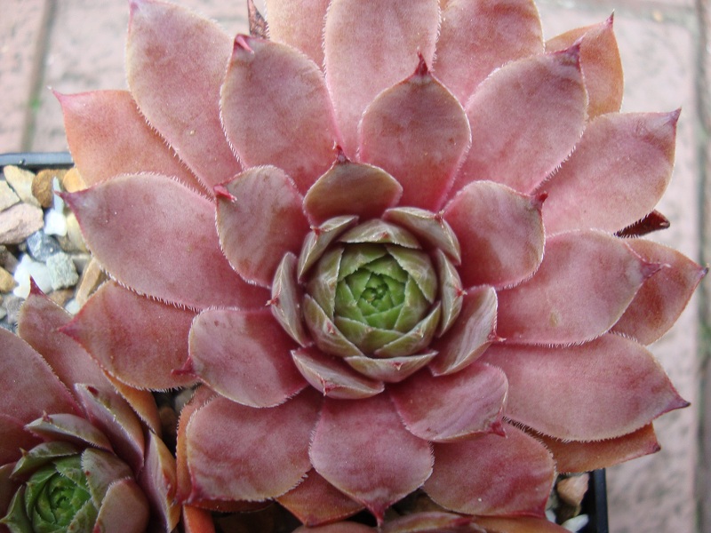Marsala