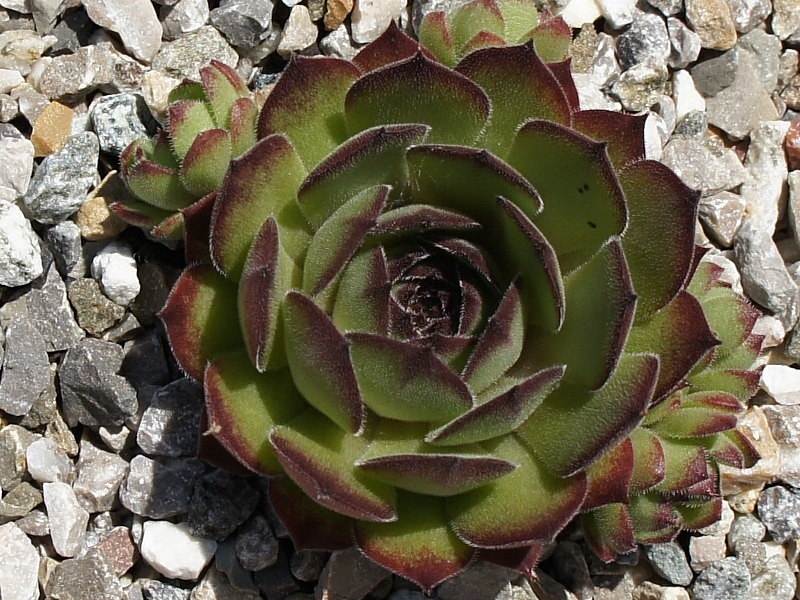 Mirjam