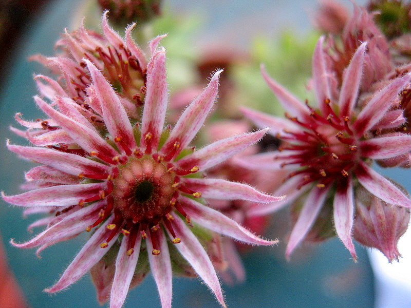 Melchiora