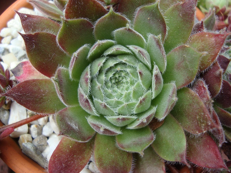 Markulinae