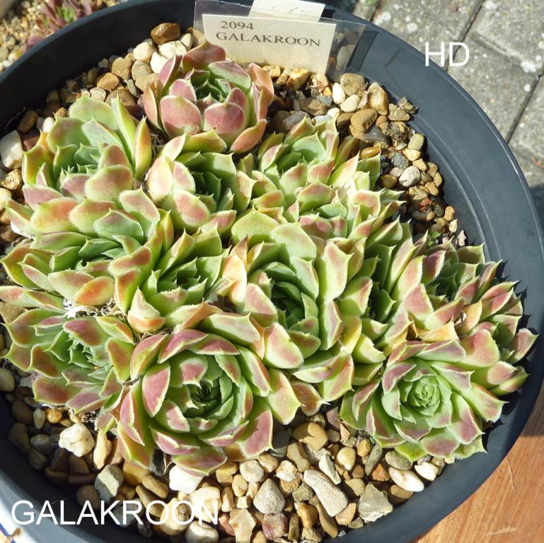 Galakroon / Jovi
