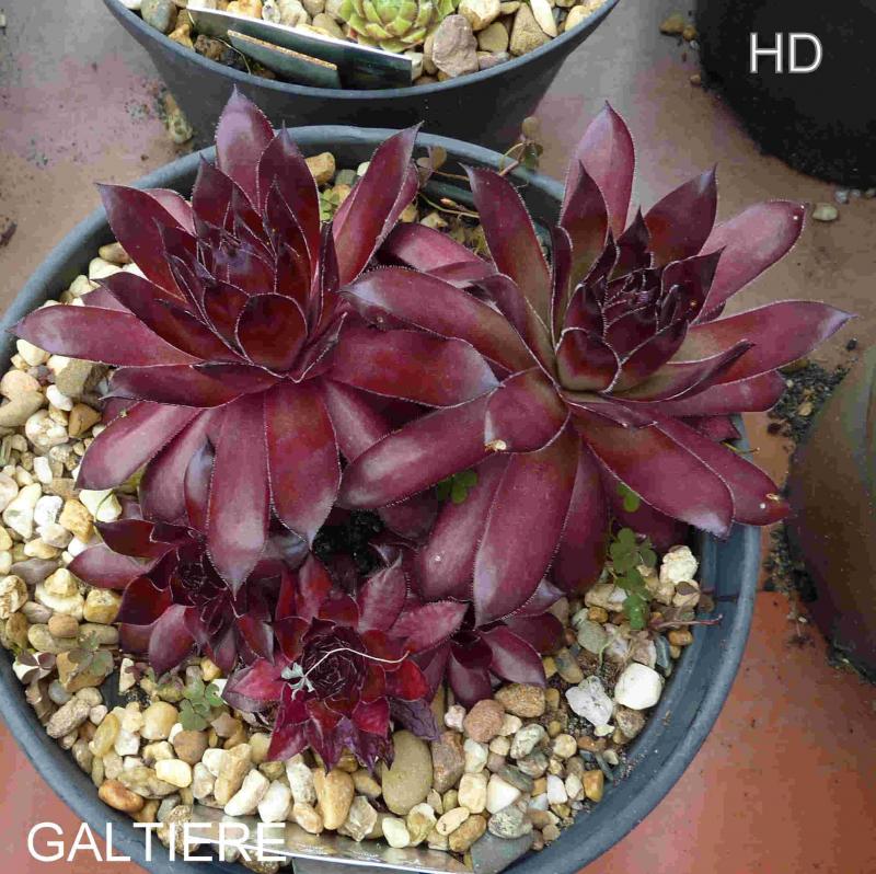 Galtiere