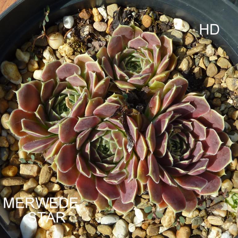 Merwede Star / Jovi