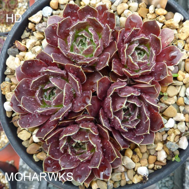 Moharwks / Jovi
