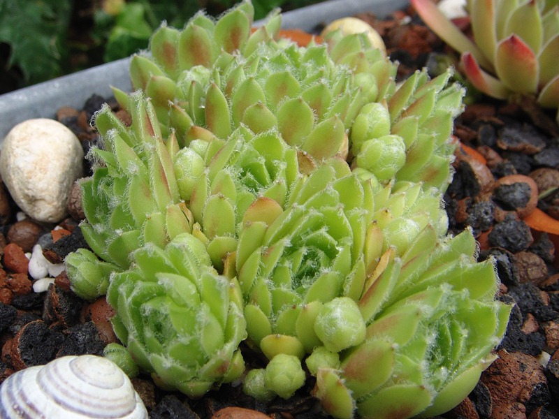 Cornelia