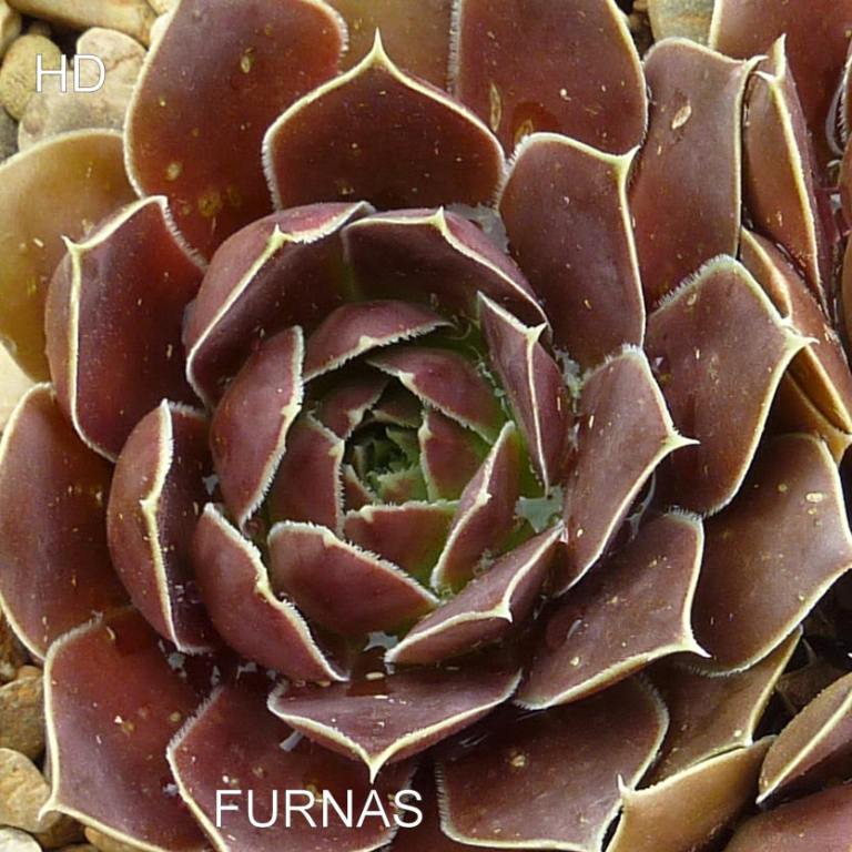 Furnas / Jovi
