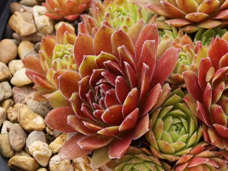 Garden Beauty