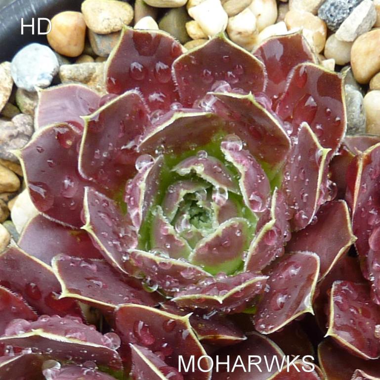 Moharwks / Jovi