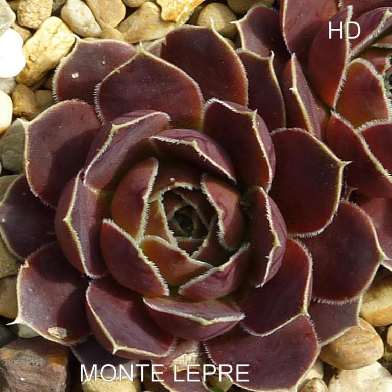 Monte Lepre / Jovi