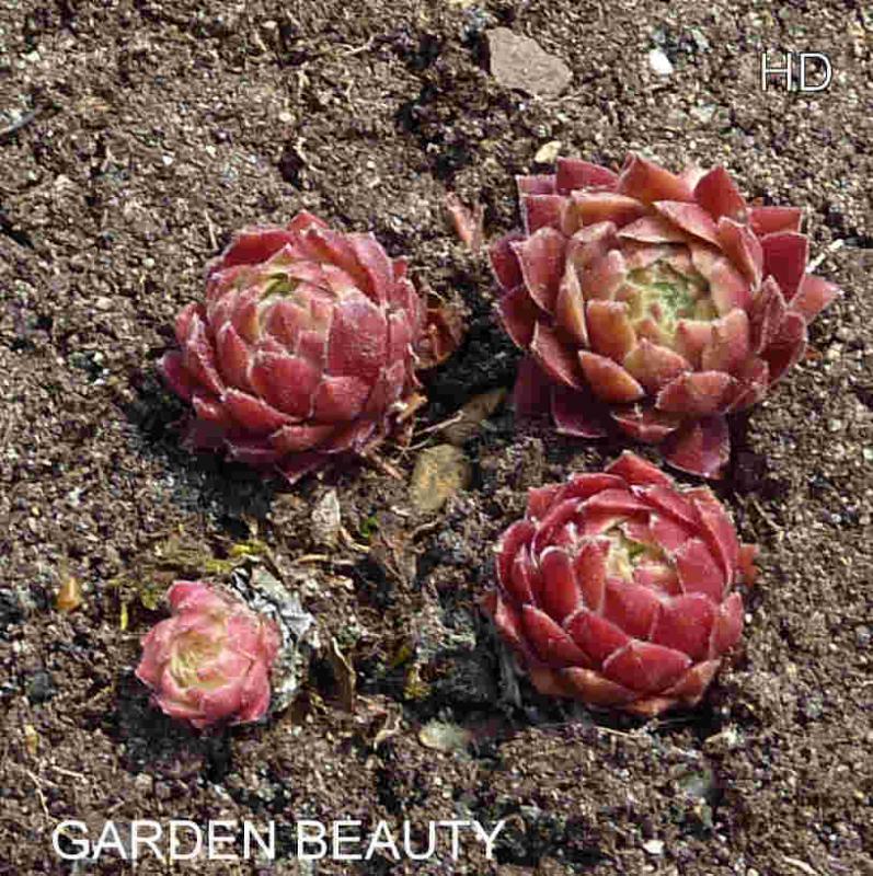 Garden Beauty