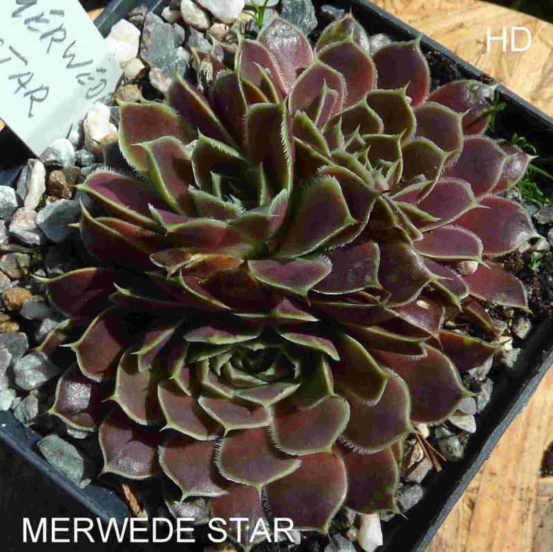 Merwede Star / Jovi