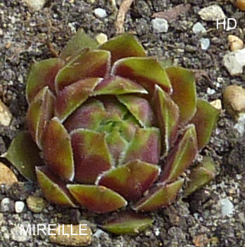 Mireille