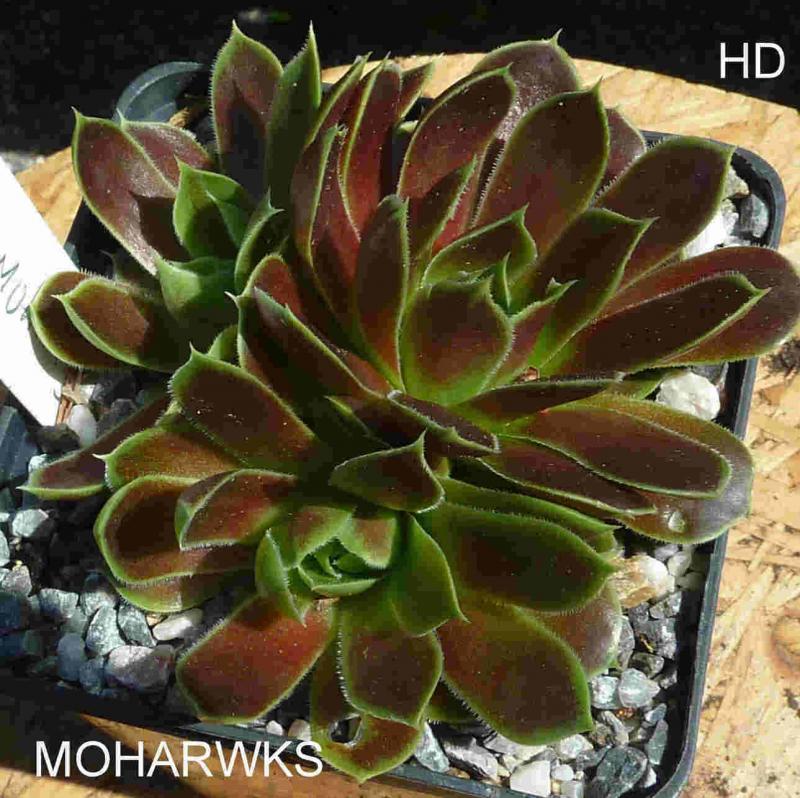 Moharwks / Jovi