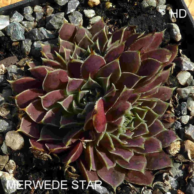Merwede Star / Jovi