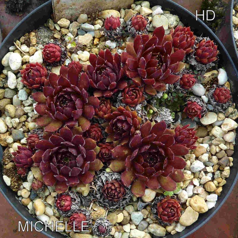 Michelle