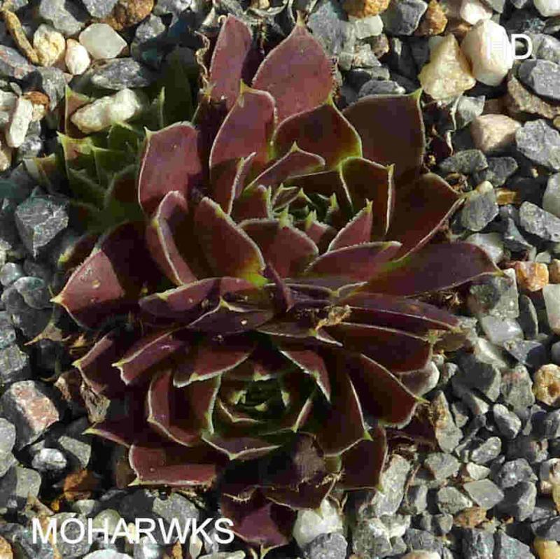 Moharwks / Jovi