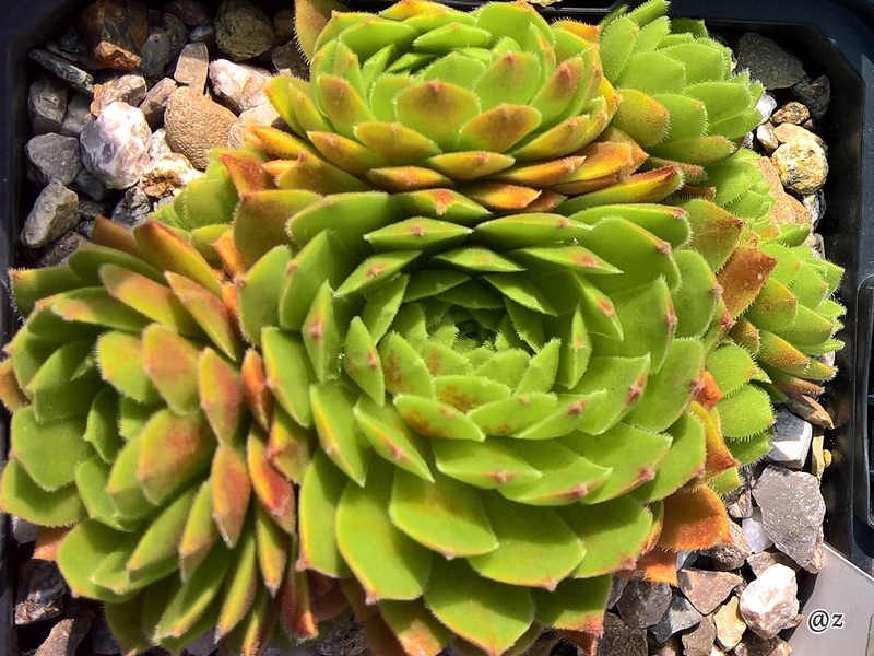 Garden Beauty