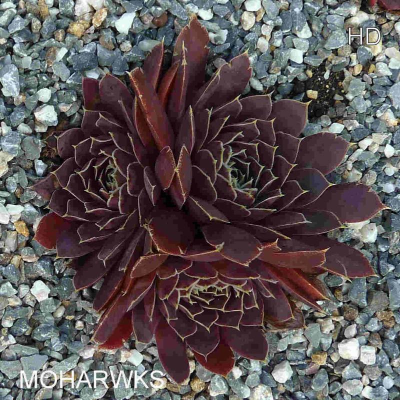 Moharwks / Jovi