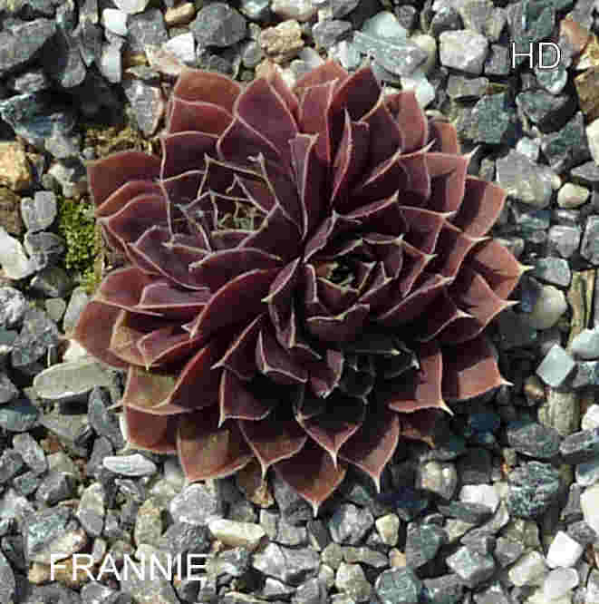 Frannie / Jovi