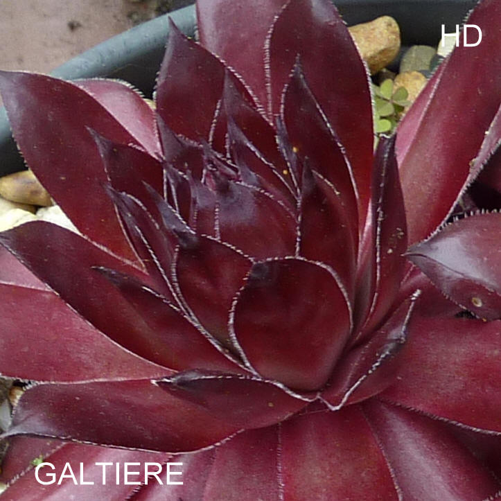 Galtiere