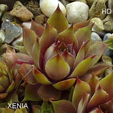 Xenia