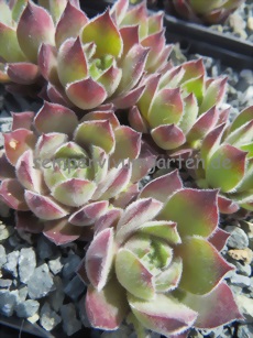 Galswintha