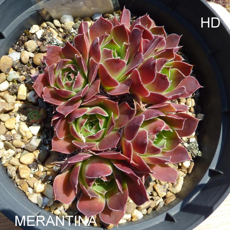 Merantina / Jovi