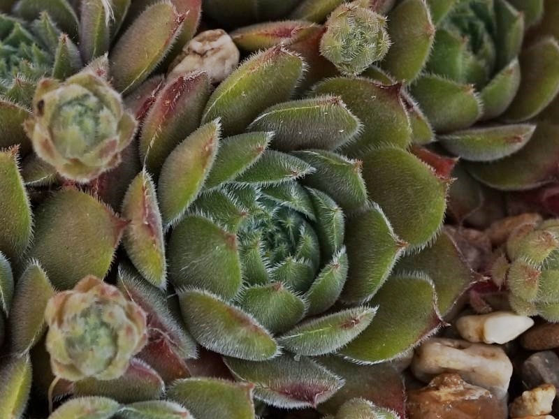 Galswintha