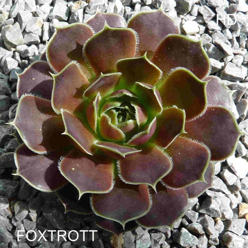 Foxtrott / Jovi