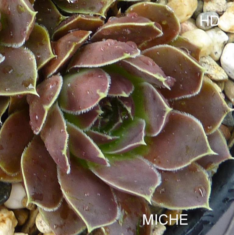Miche / Jovi