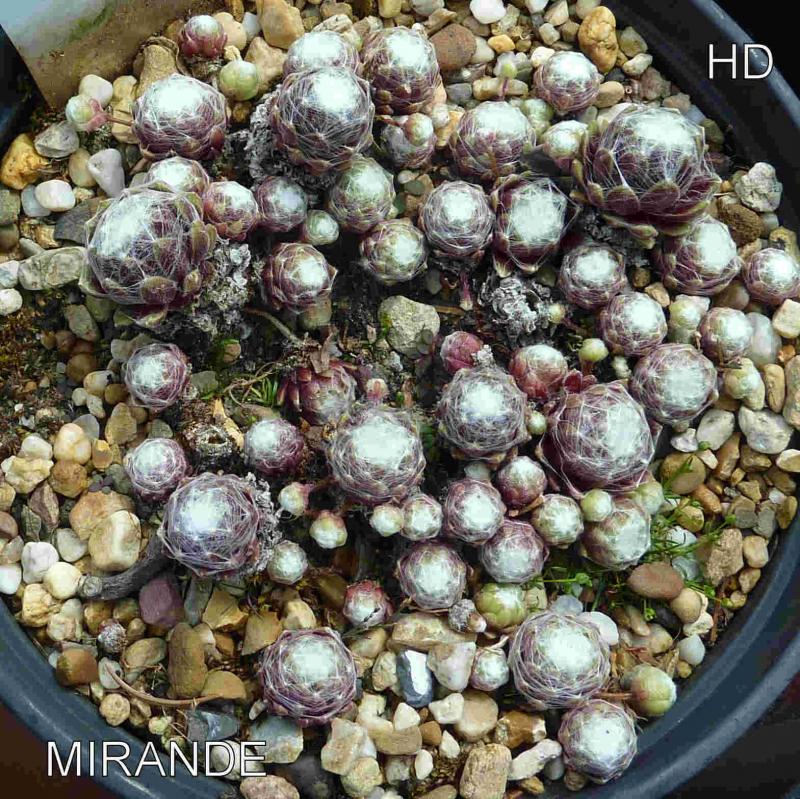 Mirande