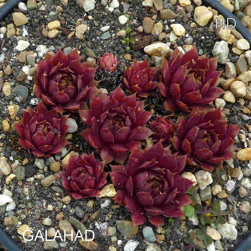 Galahad