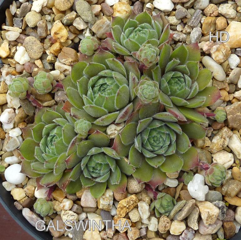 Galswintha