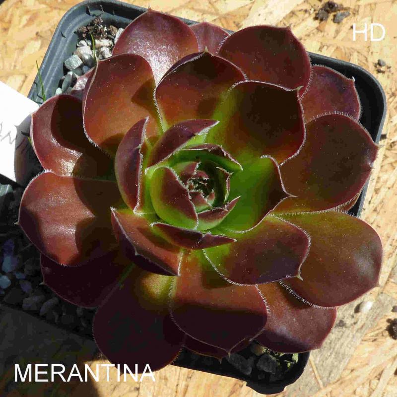 Merantina / Jovi