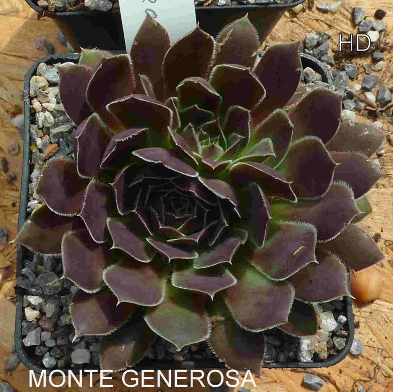 Monte Generoso / Jovi