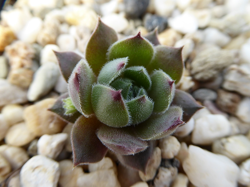 Galswintha