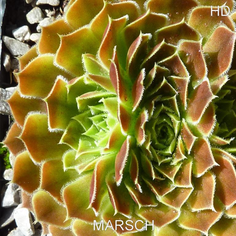 Marsch / Jovi