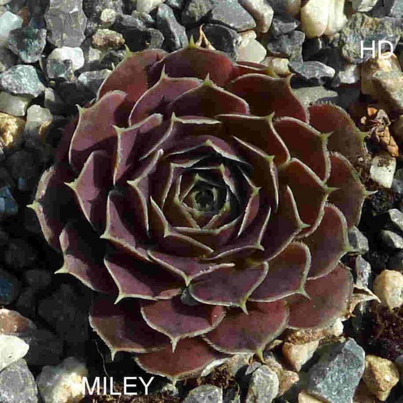 Miley / Jovi