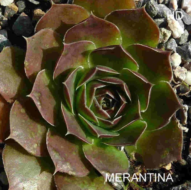 Merantina / Jovi