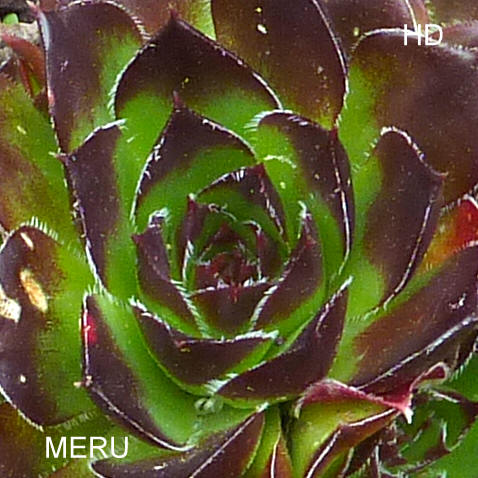 Meru / Jovi
